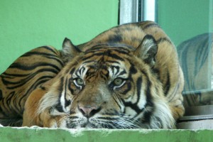 Patenschaft für Sibirischen Tiger